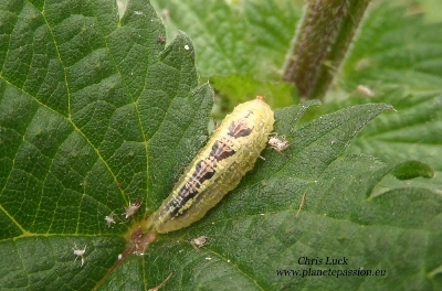 Syrphus ribesii.Larva France