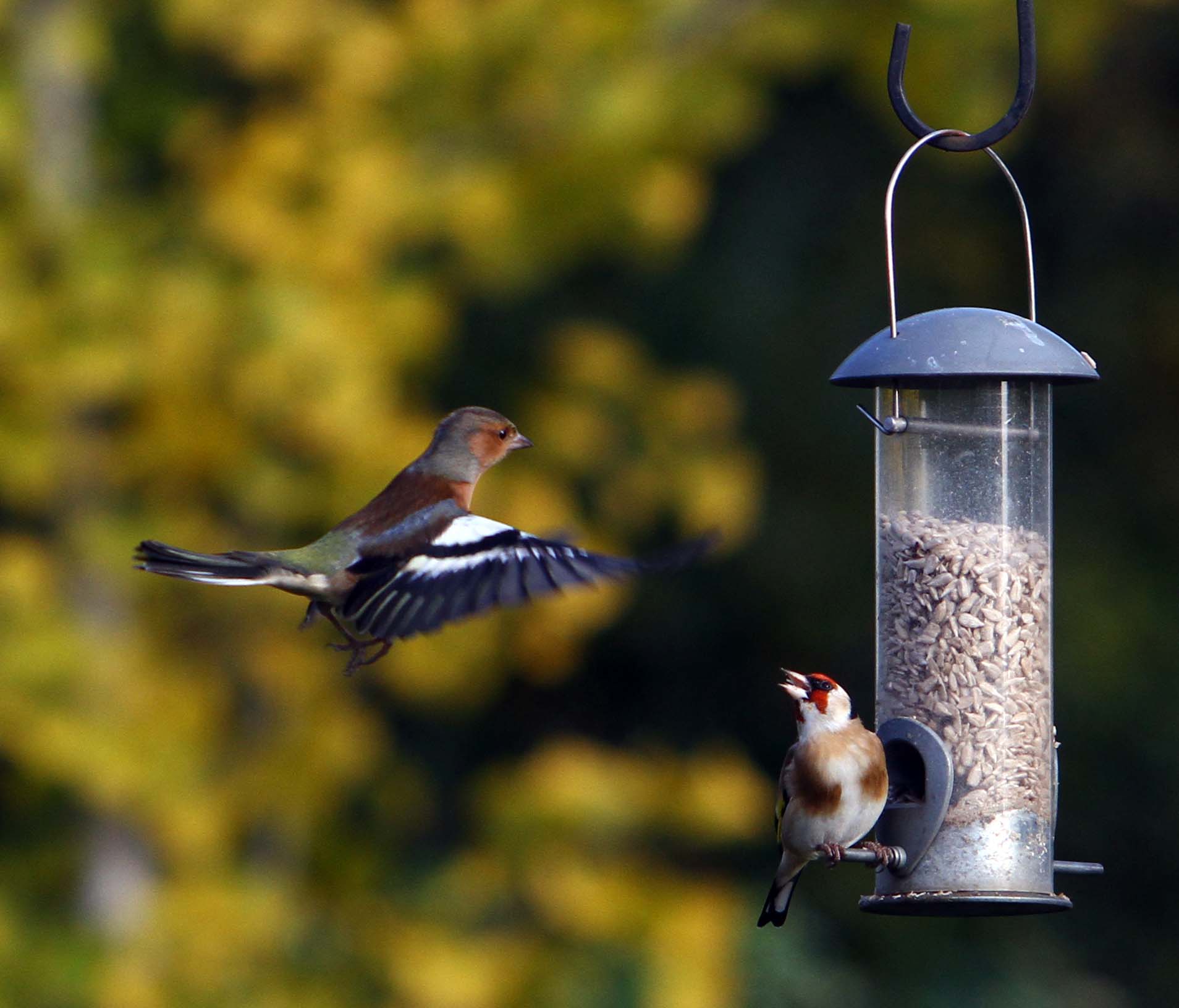 Finches at the Feeder - 2015