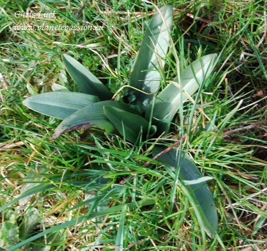 Bee-orchid  Ophrys-apifera Leaves France