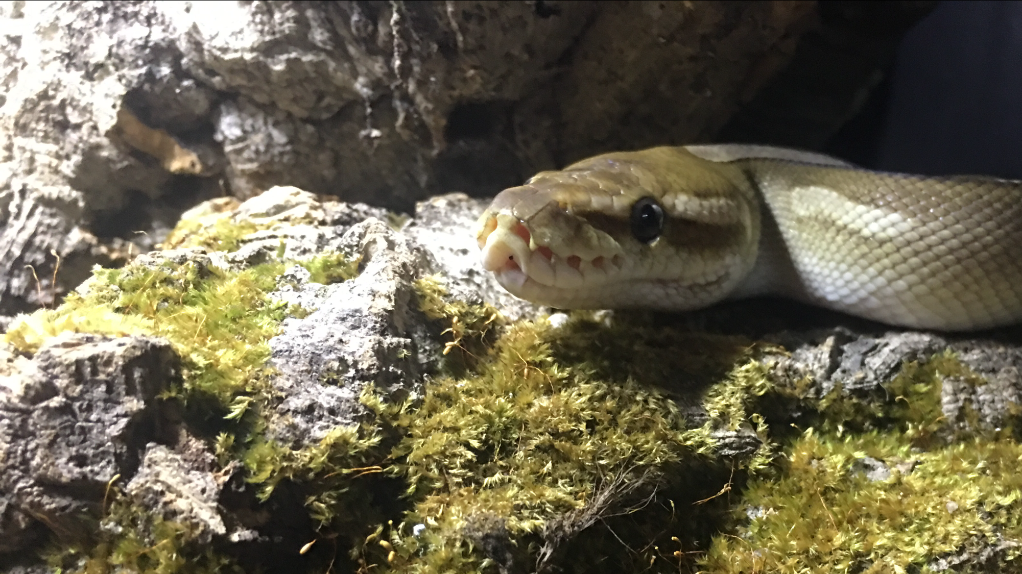 Royal Python resting on cork bark tube