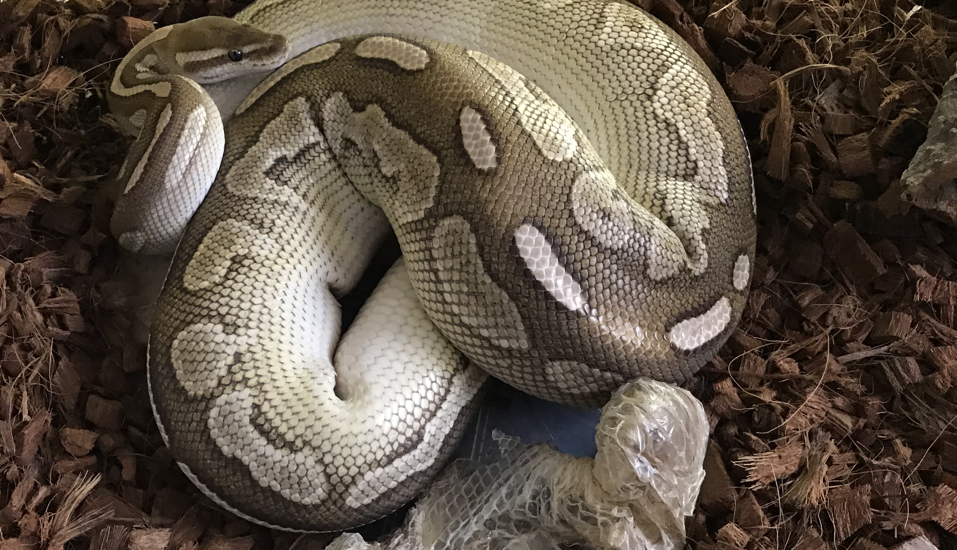 Royal Python after shedding its skin