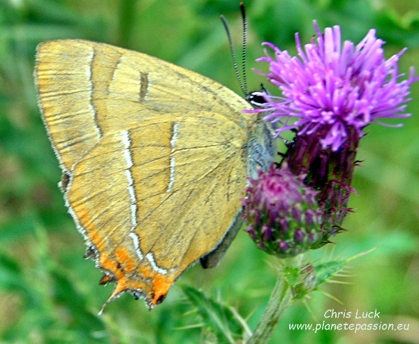 Brown Hairstreak butterfly on Creeping thistle France