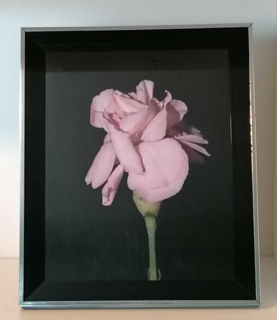 Rose framed photo