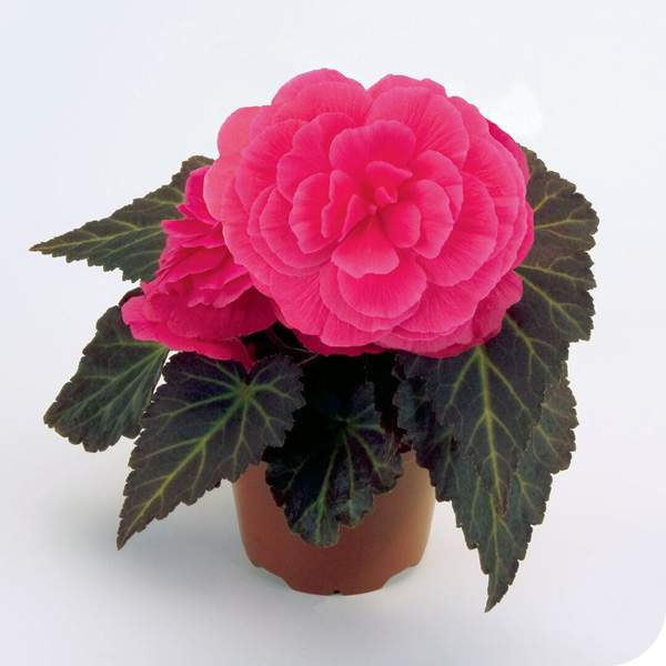 Summer; Nonstop Begonia Rose