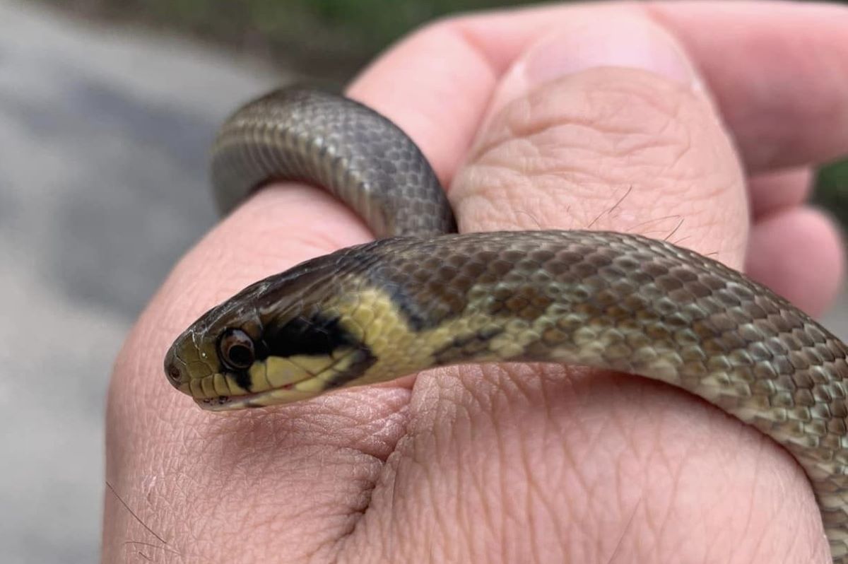 aesculapian-snake-juvenile-wildlife-france