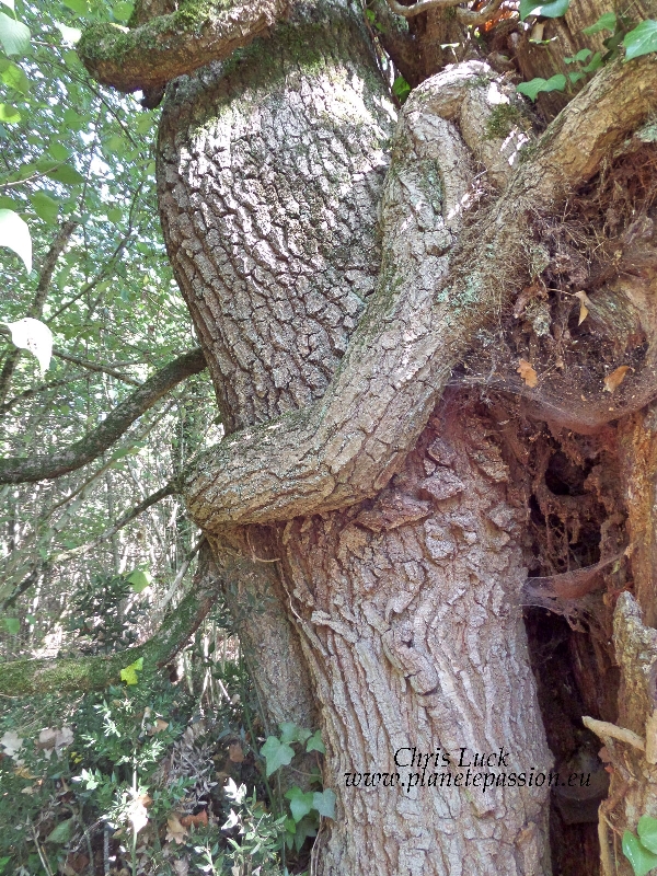 Old Oak tree with massive Ivy climbing it France