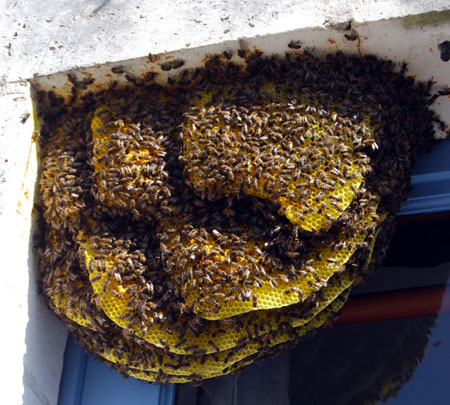 Bee colony in a window, France