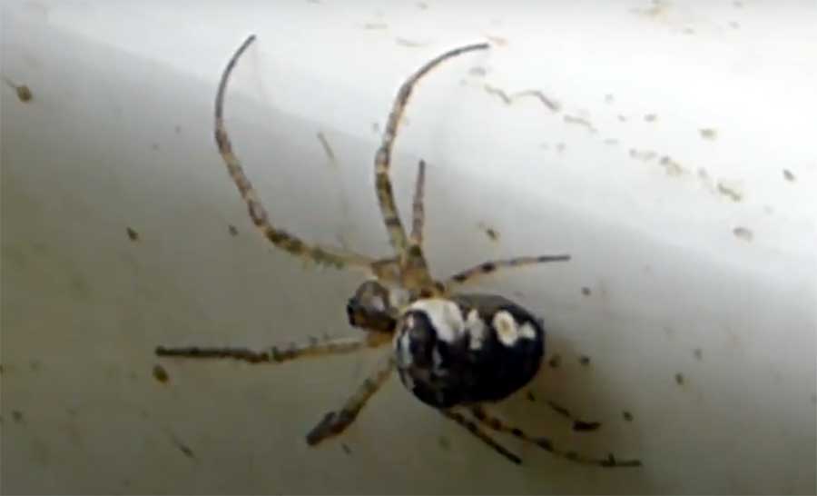 False-widow-spider-Steatoda-Nobilis-France