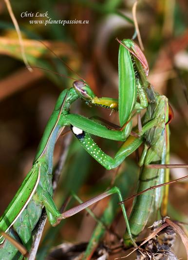 Female mantis eating a male mantis, France