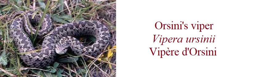 Orsini's viper, Vipera ursinii, Vipère d'Orsini, in France