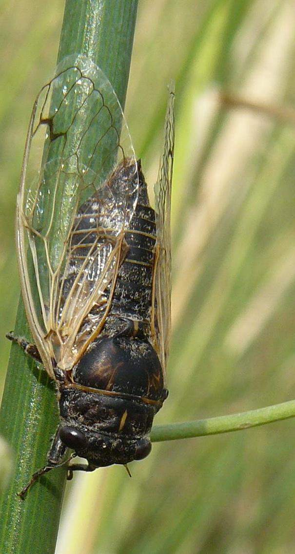 Cicadatra atra  France