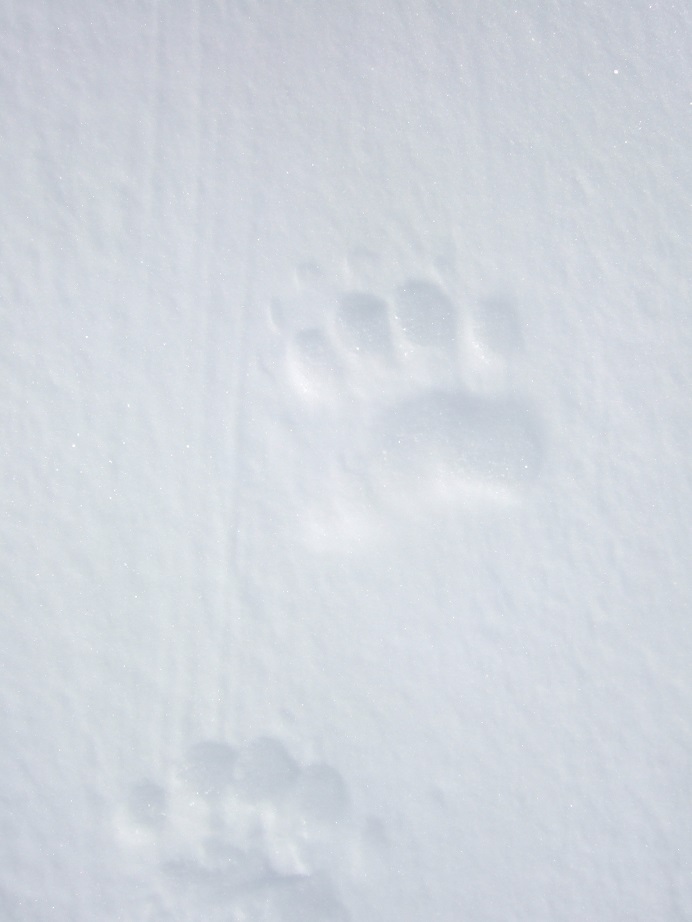 Closer picture of the baby Polar Bear paw prints close by our tent next morning