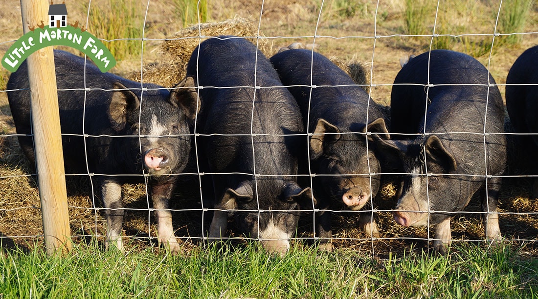 Pig Arks,Animal Housing,Pig Supplies,Keeping Pigs