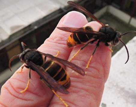 Male asian hornets don't sting