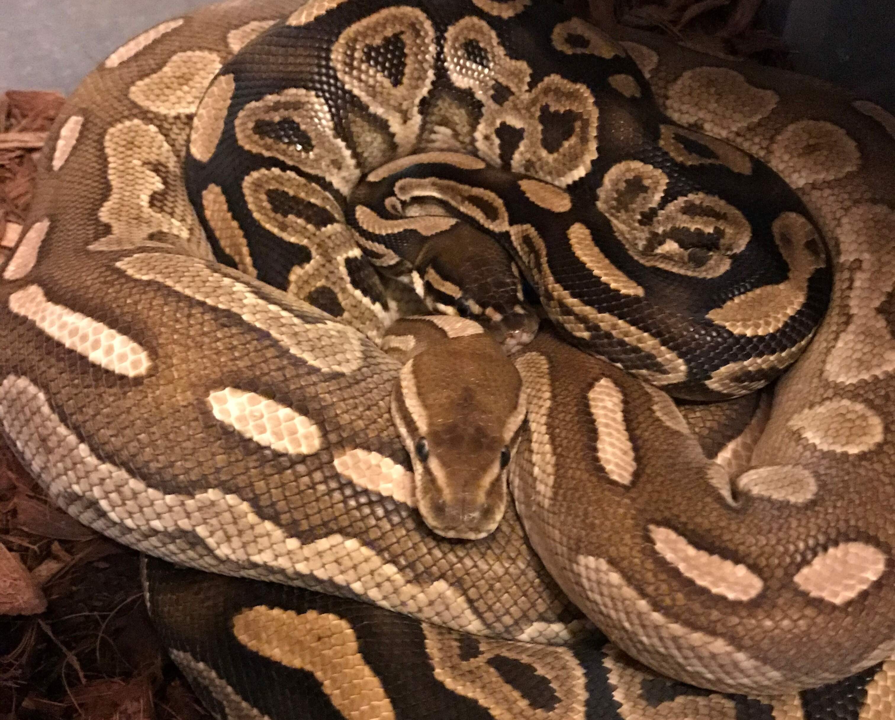 Two Royal Pythons courting