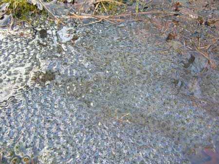 Common frog spawn, France