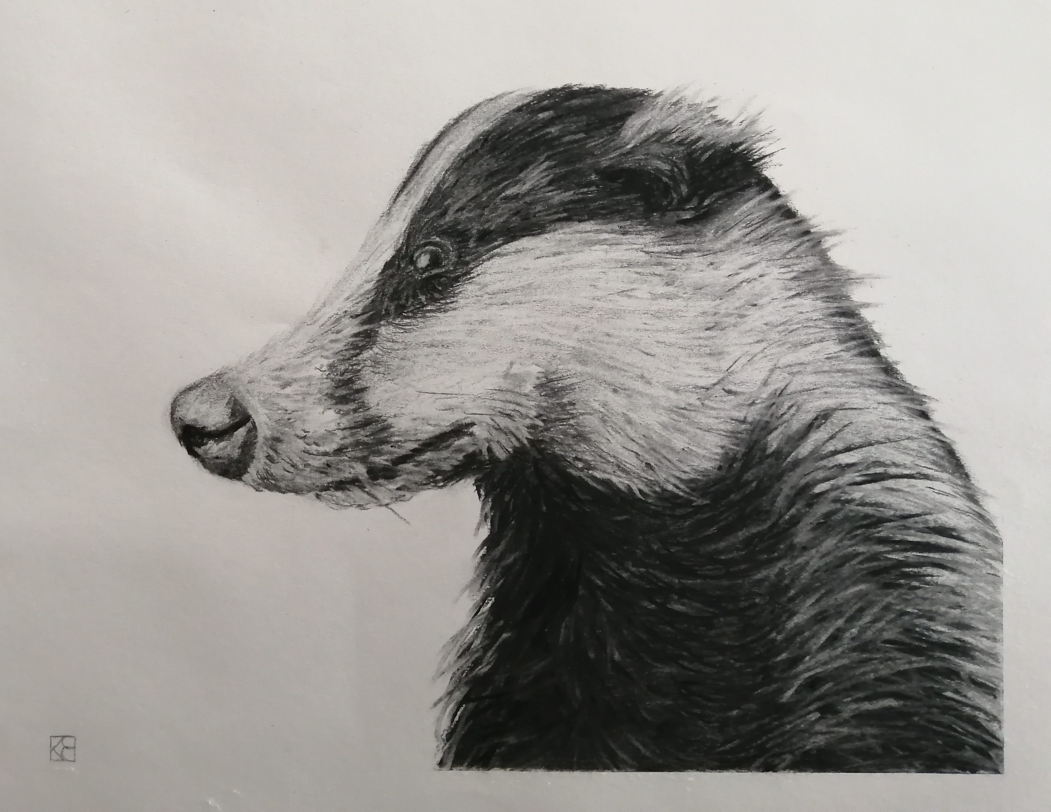 Day 48.  Badger