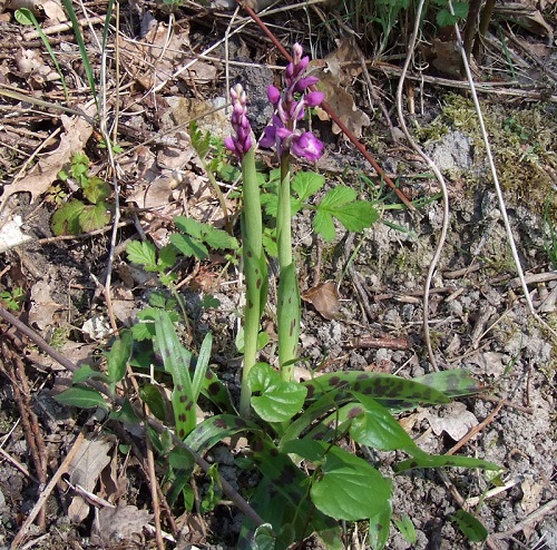 Early purple orchid  Orchis mascula leaves France