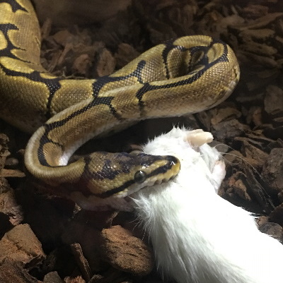 Royal Python biting a rat