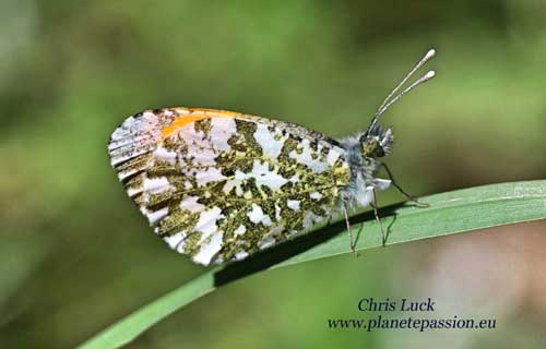 Orange tip butterfly Male, France