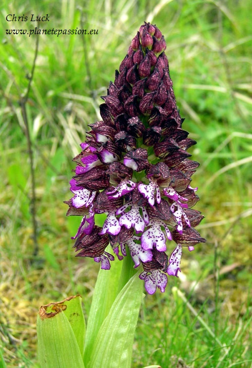Lady Orchid  Orchis purpurea in France