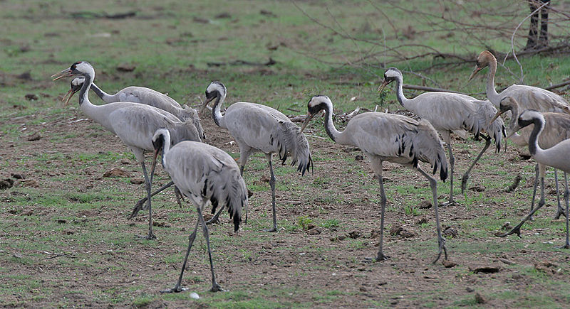 Cranes in France