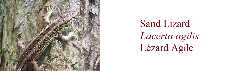 Lézard Agile, Lacerta agilis, Sand Lizard, in France