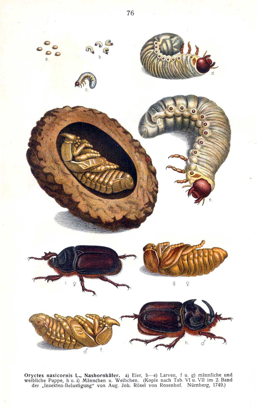 Rhinoceros beetle development stages