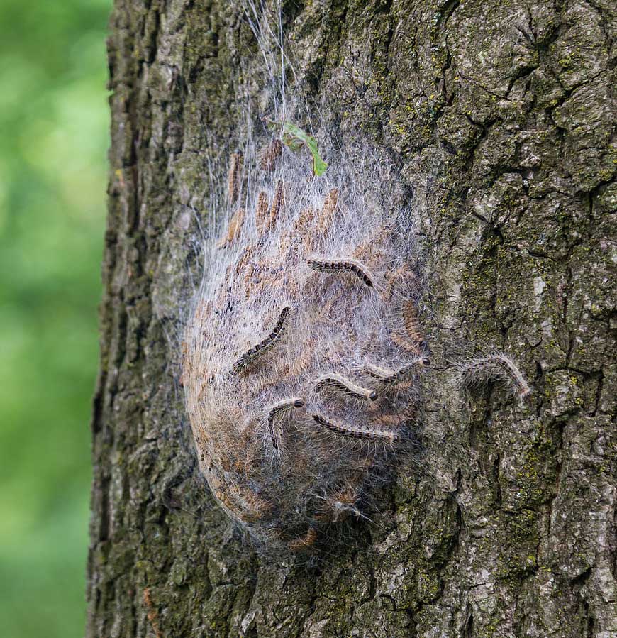 Oak processionary moth nest France
