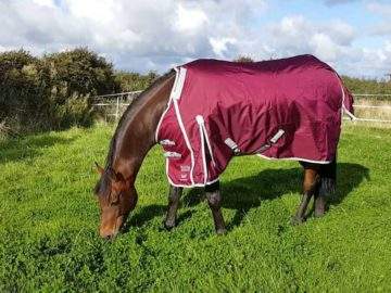 Guardian electric escapes prevent Equestrian with fencing turnout which rugs