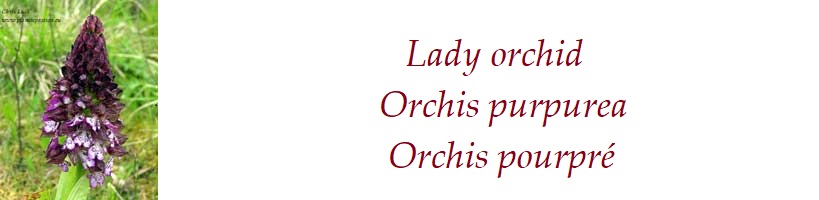 Lady orchid  Orchis purpurea  Orchis pourpré France