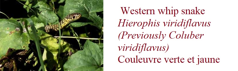 Western whip snakeHierophis viridiflavus (Previously Coluber viridiflavus)Couleuvre verte et jaune France