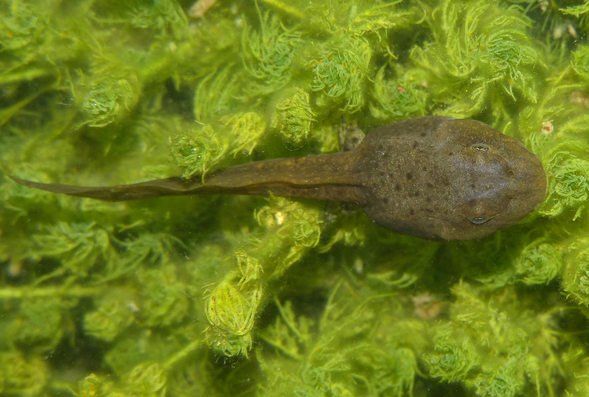 Midwife toad tadpole France