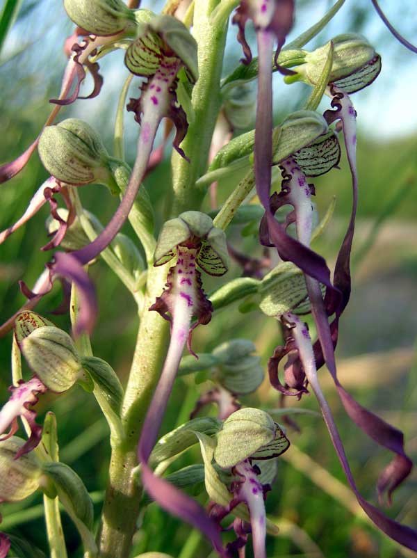 Lizard Orchid  Himantoglossum hircinum in France