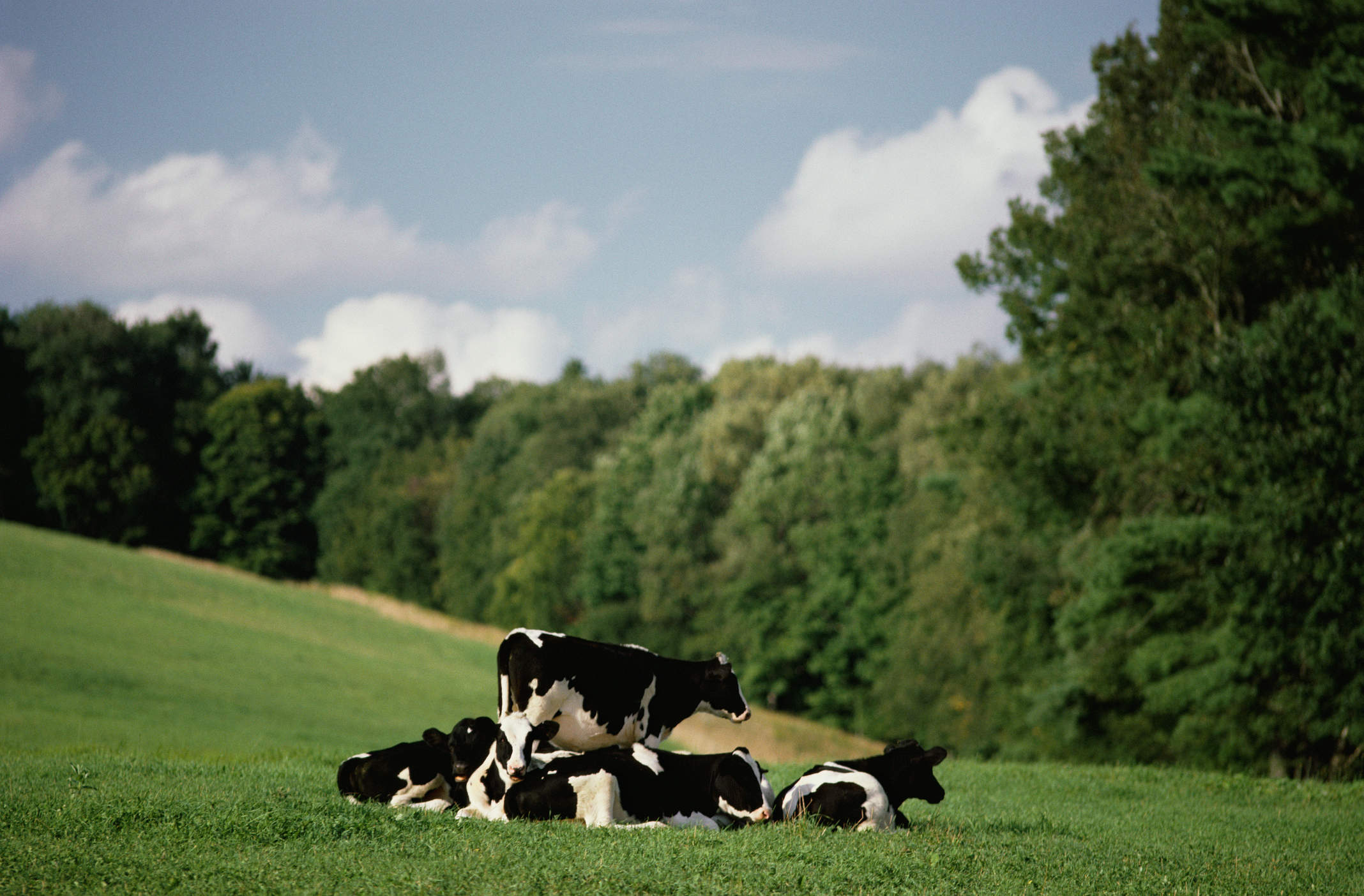 A group of dairy cows resting in a field of grass bordered with trees.