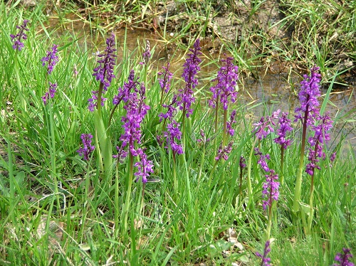 Early purple orchids  Orchis mascula in France