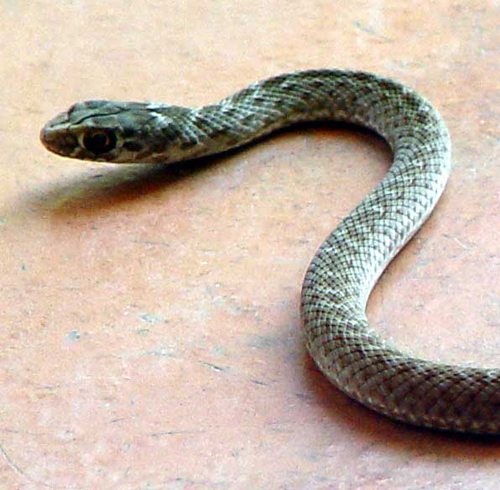 Hatchling Montpellier snake France