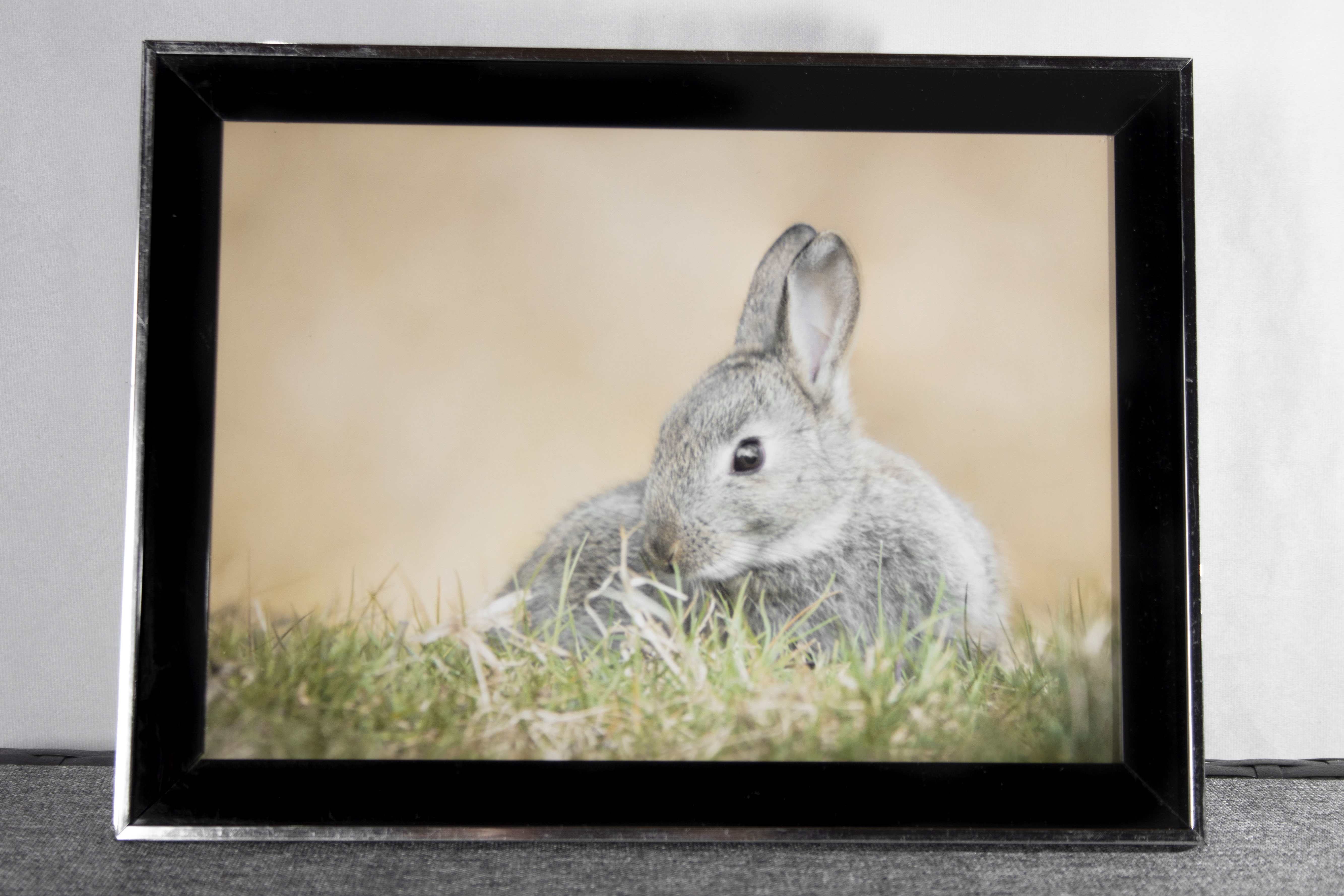 Bunny framed photo
