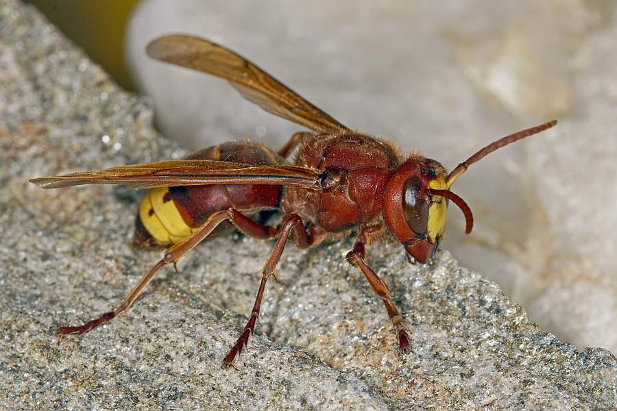 Oriental hornet - Vespa orientalis