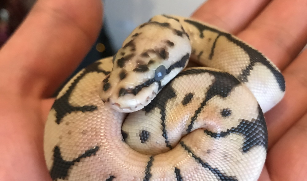 Baby Royal Python in shed