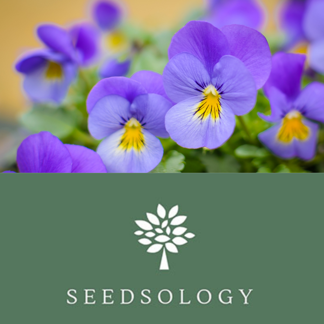 Viola- Wild Hearts Ease Organic Flower Seeds