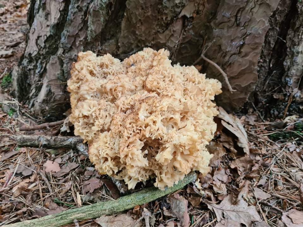 Easily identified edible mushrooms No. 2 - Cauliflower fungus