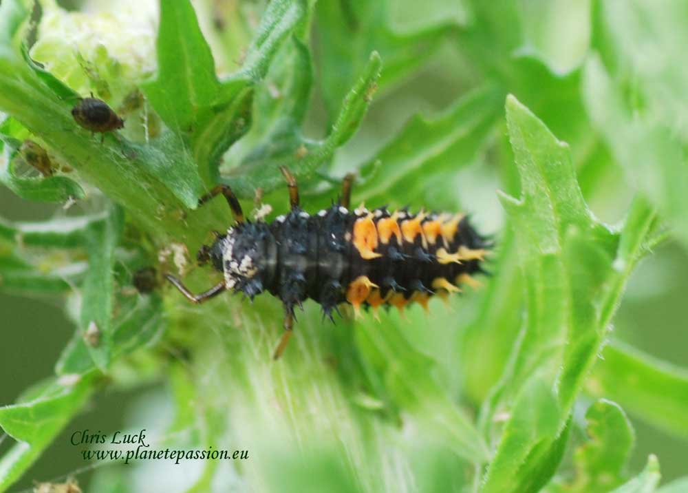 Harlequin ladybird larva France