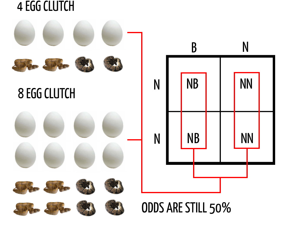 Punnett Square 6