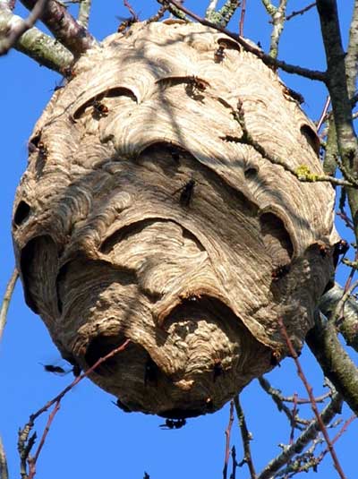 Asian Hornet nest in a tree, France