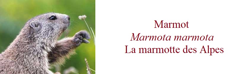 Marmot,  Marmota marmota, La marmotte des Alpes in France