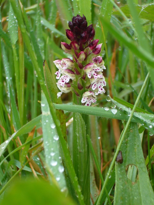 Burnt-orchid   Orchis ustulata in France