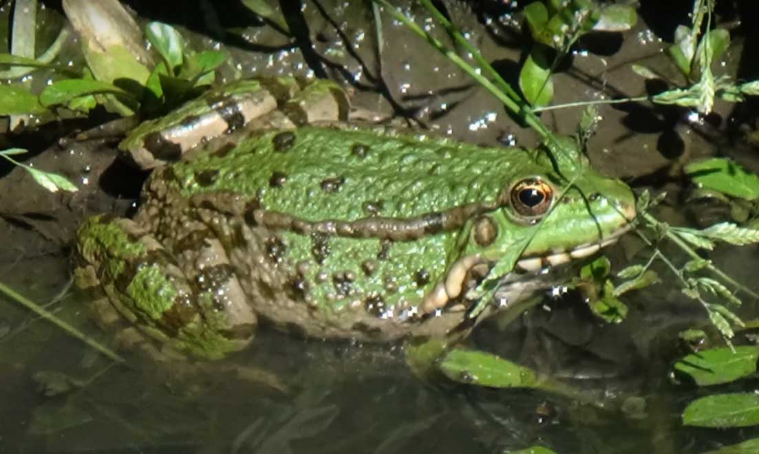 Edible frog, common water frog, green frog in France