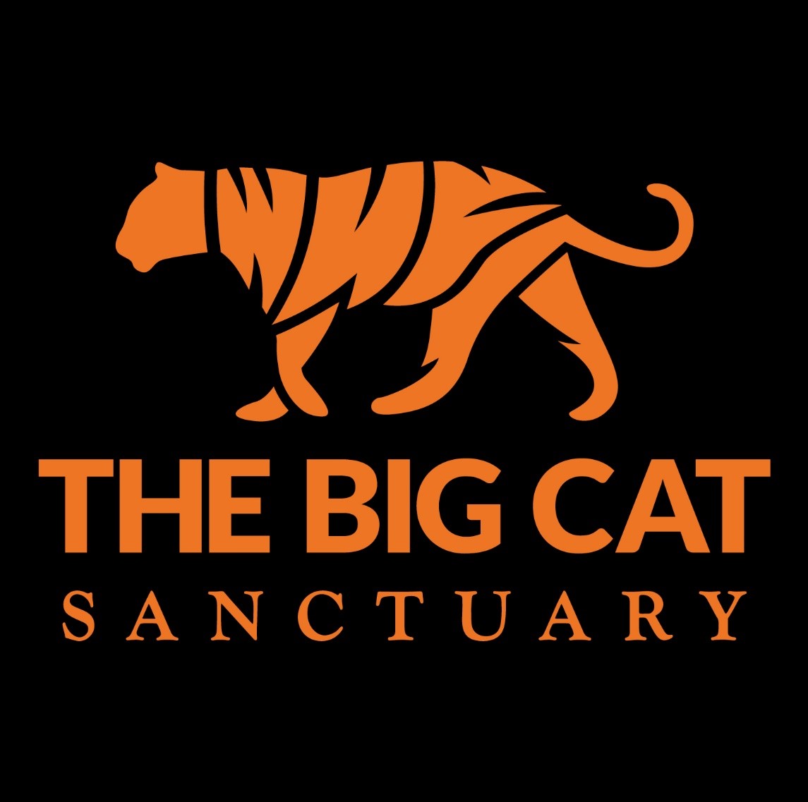 Protect Big Cats - Tiger