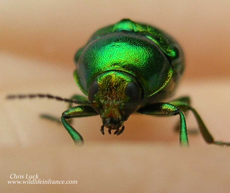 Green beetle in France